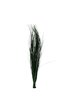 Bear grass stabilisé vert x 10 tiges. Bear grass stabilisé vert x 10 tiges.