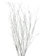 Botte Branches de Bouleau blanc Pailletées de 6 branches environ.