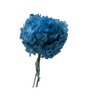 Hortensia stabilisé coloris Bleu