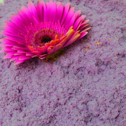 Flocon de poudre OASIS coloris VIOLETTE DE TOULOUSE