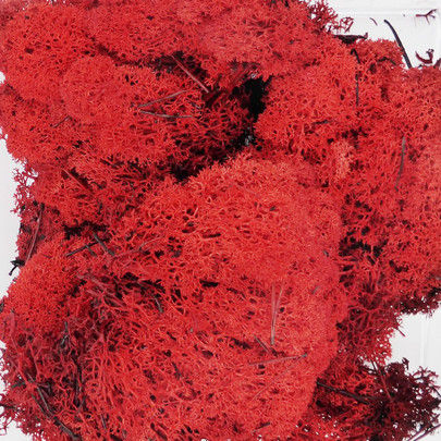 Mousse lichen d'islande Rouge