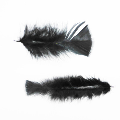Plume colorée Noire