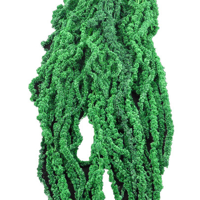 Amaranthe Caudatus Vert Foret stabilisée