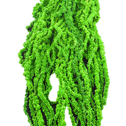 Amaranthe Caudatus Vert Printemps stabilisée.