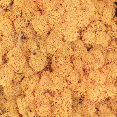 Mousse lichen d'islande Orange