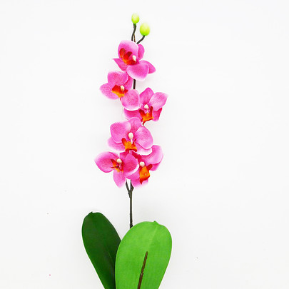 Mini phalaenopsis Rose 
