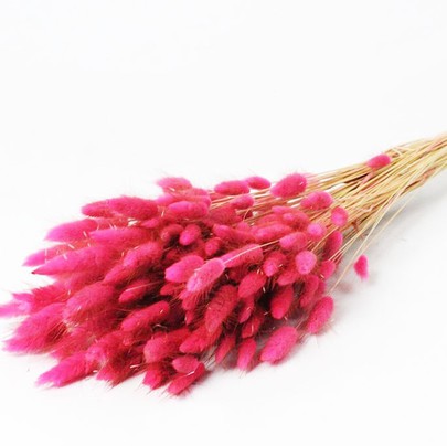 Lagurus Ovatus botte coloris Rose .