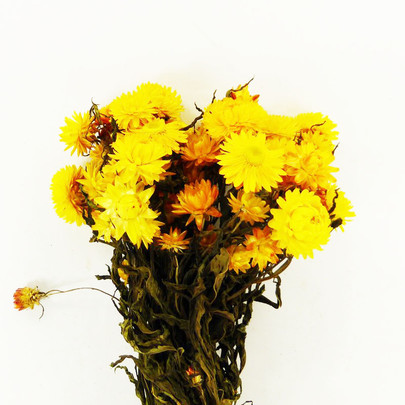 Hélichrysum séché couleurJaune avec feuillage.