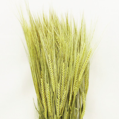 Orge naturelle séchée en botte