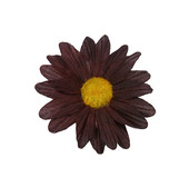 Gerbera sans tige par 24 pièces couleur Chocolat
