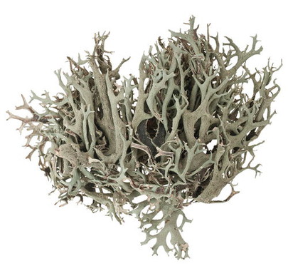 Mousse lichen gris séché