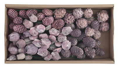 Mélange de cônes de leucodendron sur pique Prune chaulé par 20 pièces