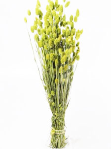 Phalaris jaune séché en botte