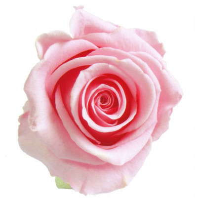  Rose stabilisée Verdissimo couleur Rose par 1 pièce.