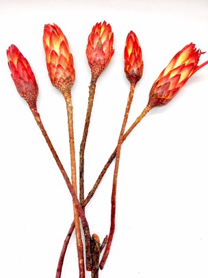 Protéa rouge X 1 (petit prix)