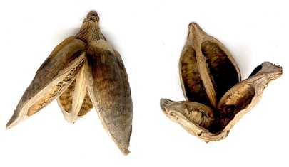 Un lot de 2 fleurs de Sororoca