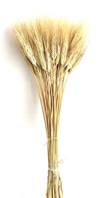Blé à barbe Naturel