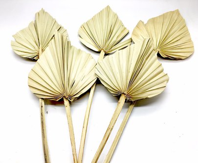 Feuille de palmier sur tige naturelle par 5