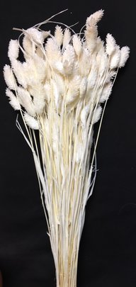 Phalaris blanc séché naturel