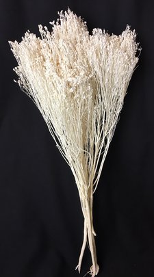 AGROSTIS Blanc