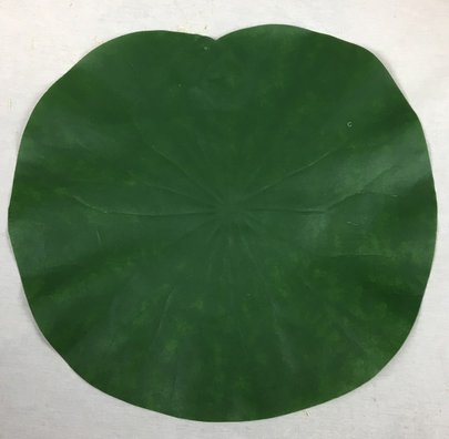 Grande Feuille de LOTUS Nénuphar