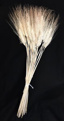 Blé à Barbe Blanchi