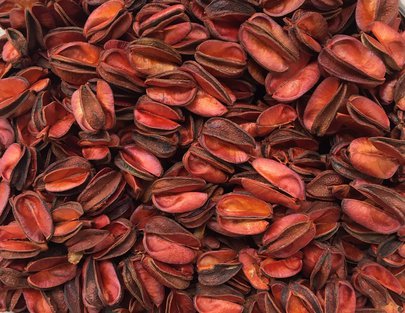 Petits Fruits d' Arbre Exotique Naturels Séchés couleur Orangé