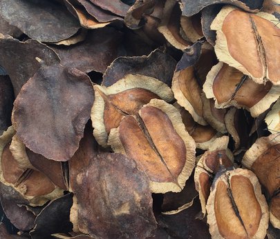 JACARANDA ( Fruits ).