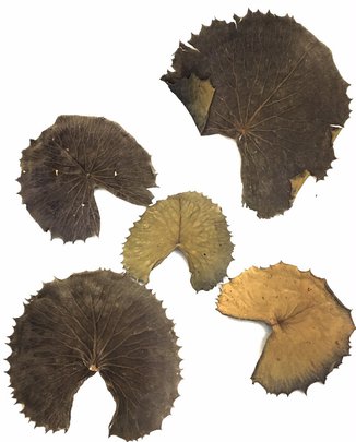 Feuilles de Lys Naturelles Séchées x5