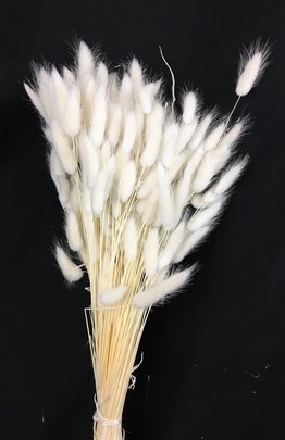 Lagurus Ovatus botte coloris Blanc