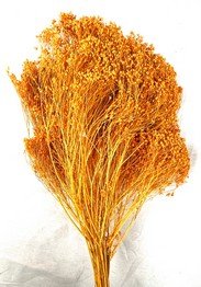 Balai Bloom couleur Orange