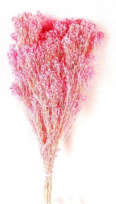 Balai Bloom rose