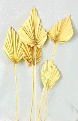 Feuille de palmier sur tige Naturel Blanchi par 5