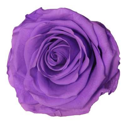  Rose stabilisée Verdissimo couleur Lilas par 1 pièce.
