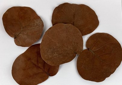 Feuille de Pommier Naturelle Séchée x 5