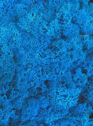 Mousse lichen d'islande bleu