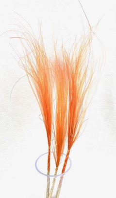 Stypa penata naturel Orange