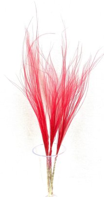 Stypa penata naturel rouge