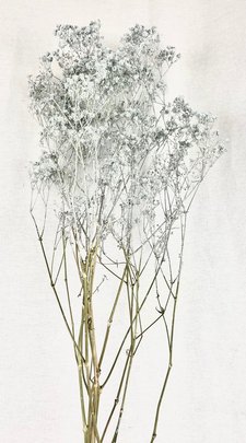 Gypsophile naturel bleu ciel séché