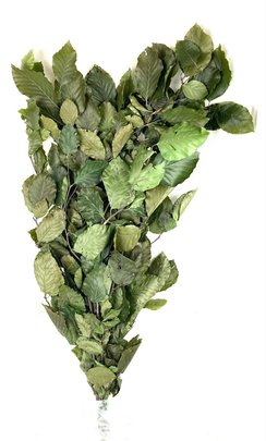 Feuille de Hêtre stabilisée en botte coloris vert