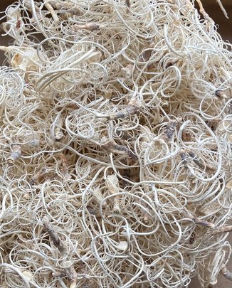 Mousse curly Ivoire.