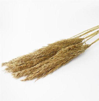 Bouquet de Cannuccia( Famille de plumeaux )