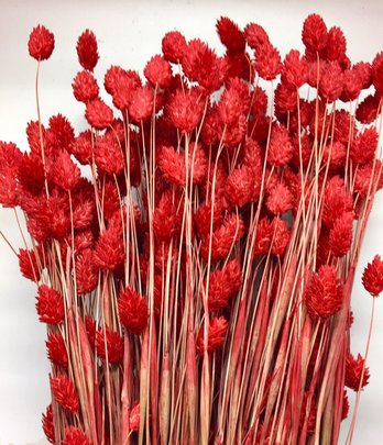 Phalaris rouge séché naturel