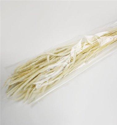 PHLEUM ( Fléole des Prés ) blanchi