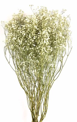 Gypsophile naturel séché