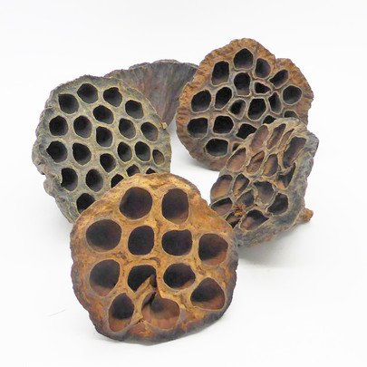 Graines de lotus séché x 5 pièces.