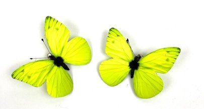 Papillons Verts Citon sur Pince X 2