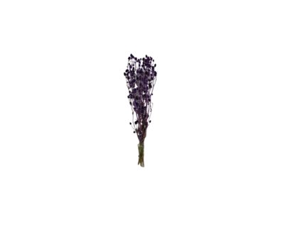 Mini Chardon d'Eryngium violet.
