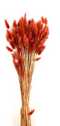 Lagurus Ovatus botte coloris Rouille