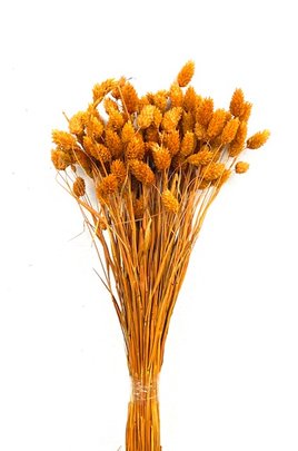 Phalaris cognac séché naturel.